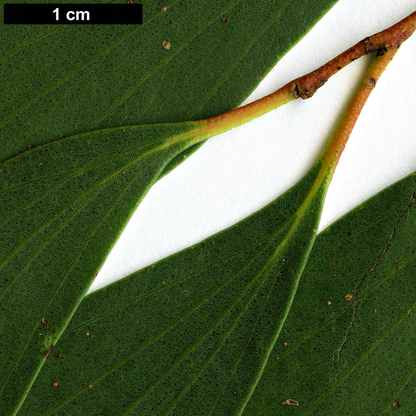 High resolution image: Family: Myrtaceae - Genus: Eucalyptus - Taxon: stellulata